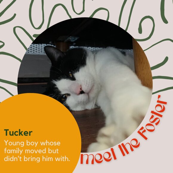 Meet the fosters! - Picture 3 of 15